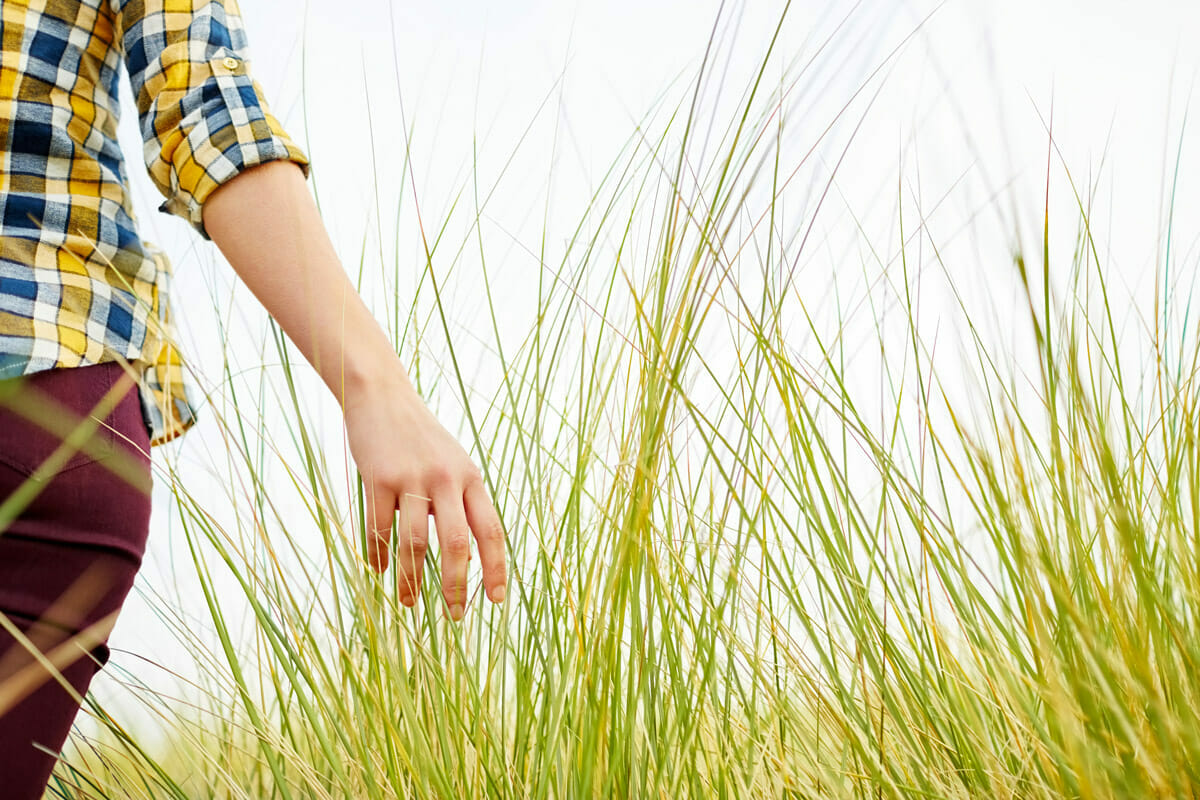 Lyme-disease carrying ticks can be found in tall grass