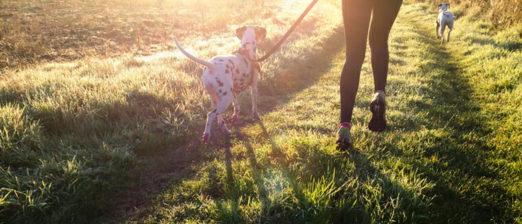 woman jogging on green grass with dalmations