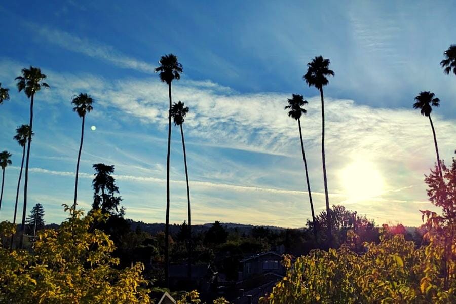 Hillsborough, CA skyline with palm trees.